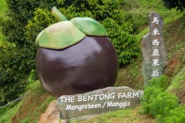 The Bentong Farm